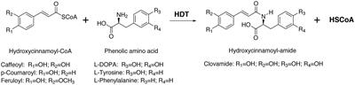 Red Clover HDT, a BAHD Hydroxycinnamoyl-Coenzyme A:L-3,4-Dihydroxyphenylalanine (L-DOPA) Hydroxycinnamoyl Transferase That Synthesizes <mark class="highlighted">Clovamide</mark> and Other N-Hydroxycinnamoyl-Aromatic Amino Acid Amides